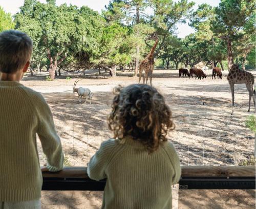 Santo Andre Autre | Badoca Safari Glamping Experience