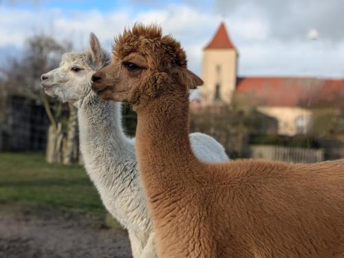 Kloster Lehnin Autre | Bauwagen auf der Alpakawiese