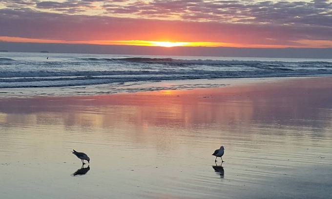 Mount Maunganui Hôtel | Bay Palm Motel