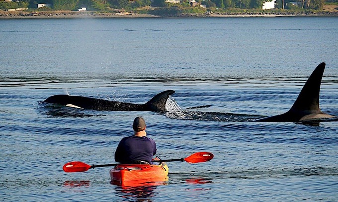 Bremerton Maison | Beach Home w/King & Queen bed + Wi-Fi see Whales/Eagles Minutes to Seattle Ferry