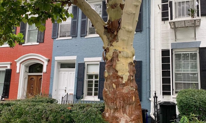 South Main Street Maison | Beautiful S. Main St. Historic Row House