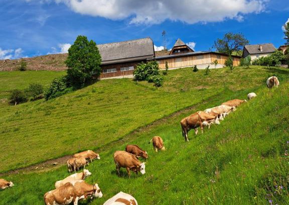 Sankt Stefan ob Leoben Appartement | BIO-Peisingerhof