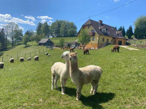 Sankt Jakob im Walde Appartement | Biohof Kroisleitner