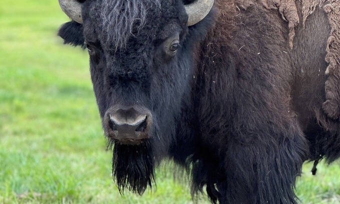 Milan Maison | Bison Bunkhouse Hideaway at Mayberry West Farms- close to Cincy & Indianapolis!