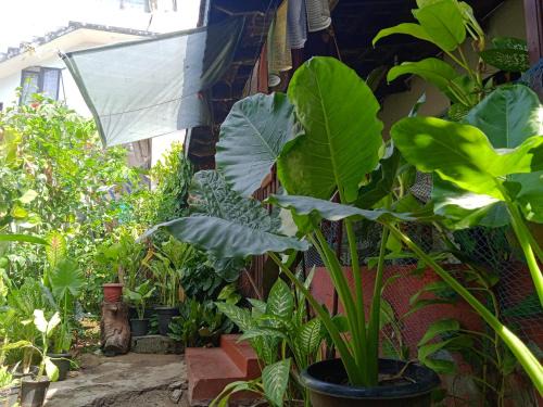 Alappuzha Maison | Blues