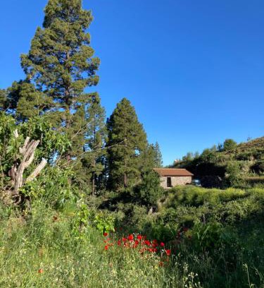 Puntagorda Maison | Bodega Linda