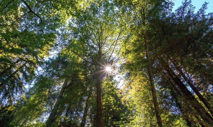 Camp Meeker Maison | Bohemian Redwood Retreat for Extended Stays