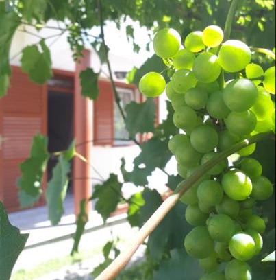 Lipot Maison | Buzogány Vendégház