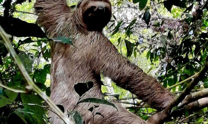 San Isidro de El General Cabine | Cabañas Para Descanso Oso Perezoso