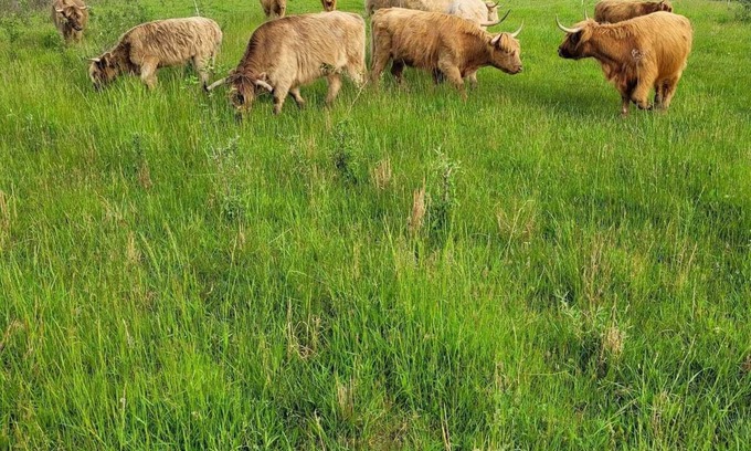 Nelsonville Maison | Cabin on a working ranch with Highland cattle in Hocking Hills