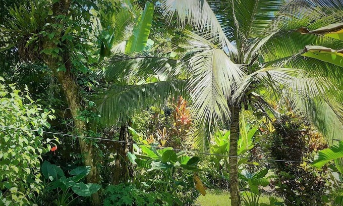 Cahuita Hôtel | Cabinas Algebra