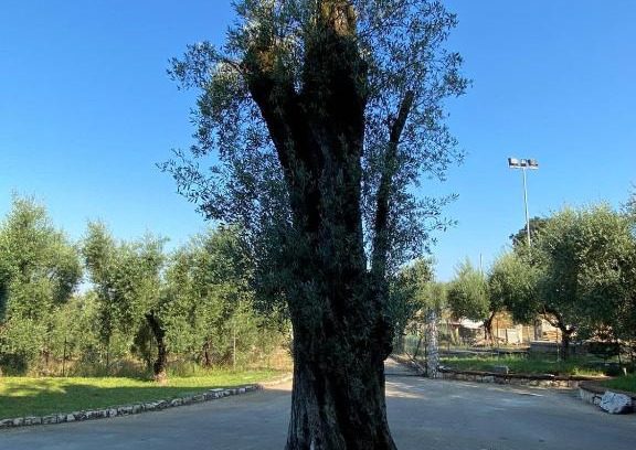 Sonnino Appartement | Casa Vacanze La Selva