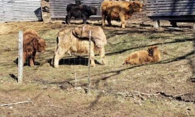 Freedom Location De VR | Celtic Glen Farm Stay - Shaded corn cribs