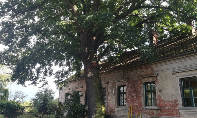 Ortwig Copropriété | century-old house next to an even older oak tree in the middle of a field