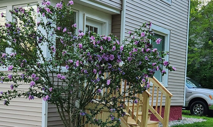 Albion Maison | Charming in Albion, MI