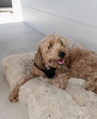 Innes Park Maison | Cinema Pool Pets 4b2b Bargara Headlands