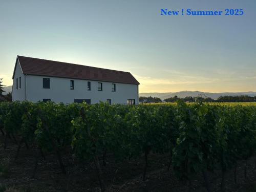 Ingersheim Maison | COLMARandCo au coeur des vignes