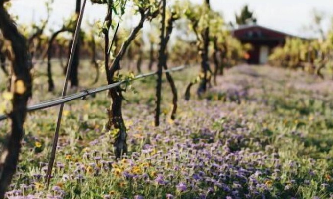 Millersview Maison | Cozy Camper On Famous Lake and Vineyard