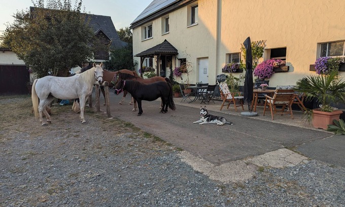 Oberschledorn Appartement | Cozy vacation apartment on Hellwiges Hof with dog/horse Medebach / Sauerland