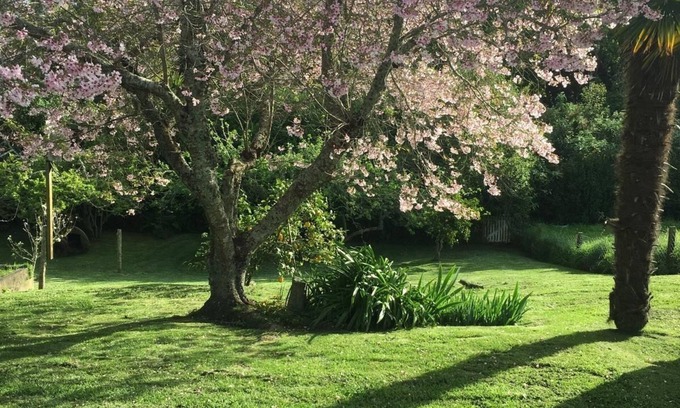 Westmere Maison | Cute, Cottagey and Central! Spacious, lovely indoor outdoor flow to great garden