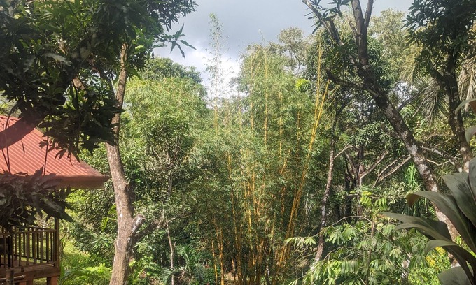 Las Delicias Cabine | Cute Jungle Cabin- 5 minutes from beaches & waterfalls