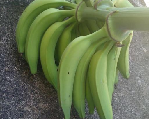 Port Antonio Appartement | CW's Portland Paradise. Wifi/Private Bathroom.