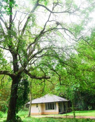 Pannala Villa | Debaraliyadda Estate
