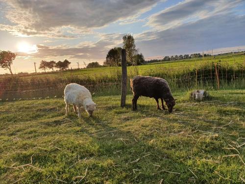 Horum Appartement | Deichblick