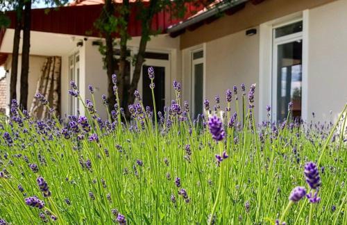 Ohid Appartement | Dióliget