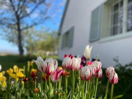 Balatonszabadi Maison | Diótörő Vendégház