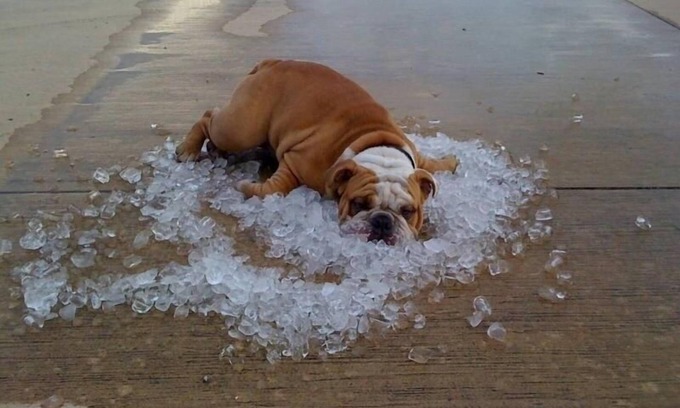 Como Maison | Est-ce que votre chien besoin de vacances? Nous sommes les animaux et des gens sympathiques!