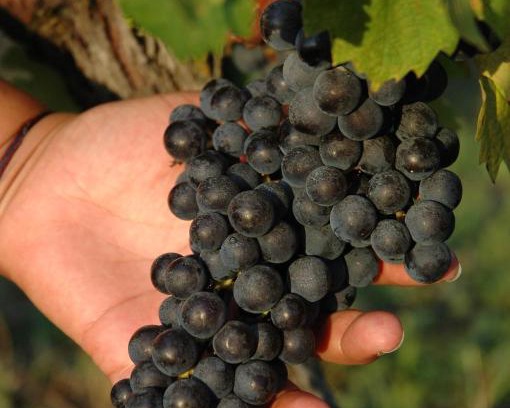 Saussignac Lit Et Petit-Déjeuner | Domaine de la Queyssie
