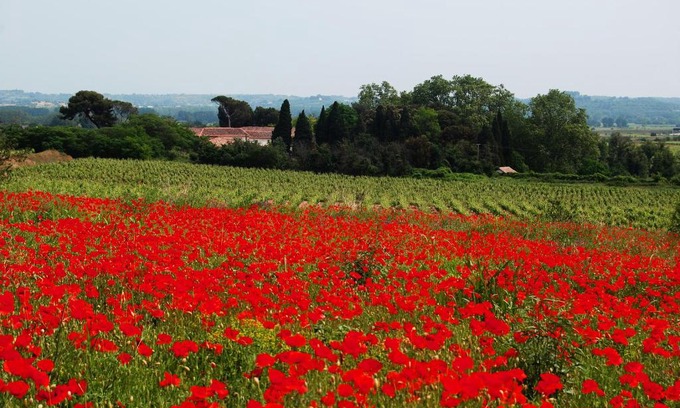 Nizas Maison | Domaine Saint Ferreol