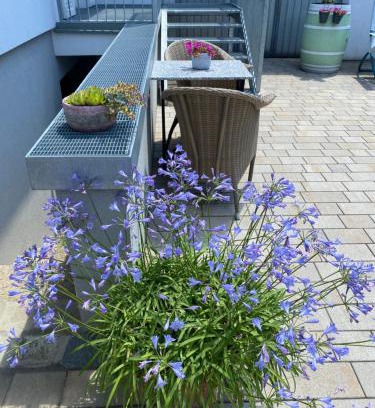 Gols Appartement | Domizil Gols, Studios Am Anger