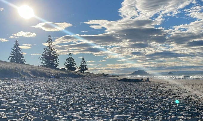 Papamoa Beach Maison | Dunes View - Central Papamoa, beach across the road! Pet Friendly 🐶