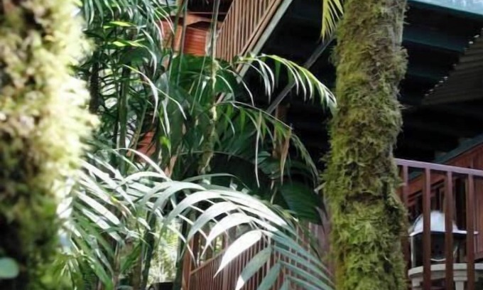 Cerro Punta Appartement | Eco-Cabin apartment inside Cloudforest