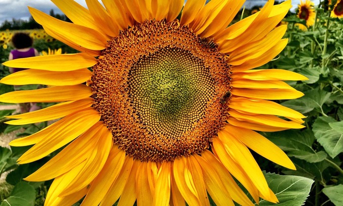 Meauzac Maison | ecologite Fleur de sureau à la campagne