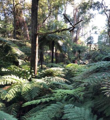 Emerald Cabine | Emerald Creek Cottages