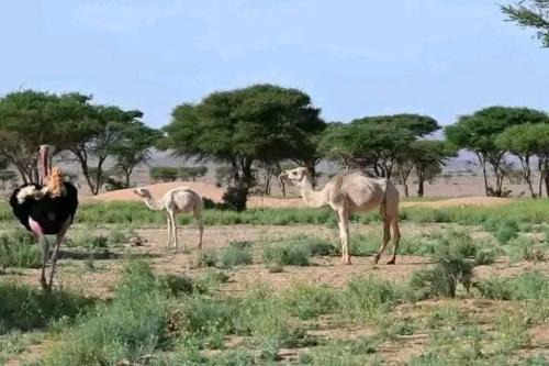 Zagora Autre | Excreción erg chegaga 2 jour départ zagora 4x4