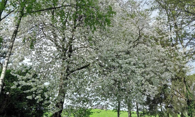 Pepinster Maison | Maison de campagne familiale dans un des plus beaux villages de Wallonie
