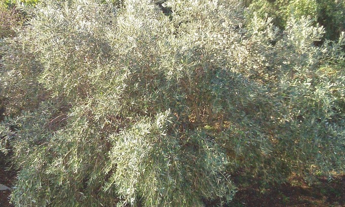 Pesada Maison | Ferme Géorgie, votre chance de découvrir la beauté ionienne !!!!