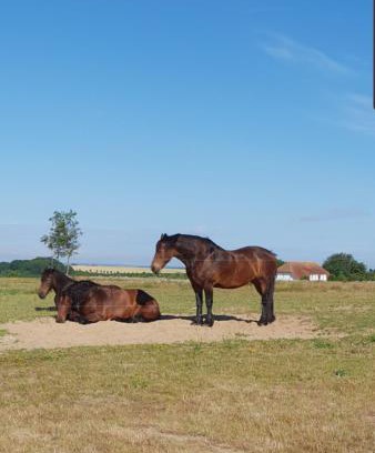 Neddesitz Appartement | Ferienapartment Wiese & Meer auf Rügen