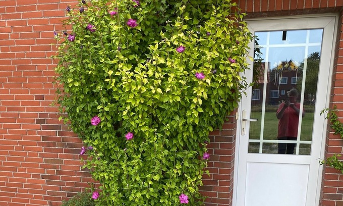 Altharlingersiel Appartement | Ferienwohnung/app. für 4 Gäste mit 60m² in Neuharlingersiel