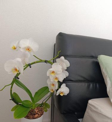 Atzenbach Appartement | Ferienwohnung Mergel in Black Forest