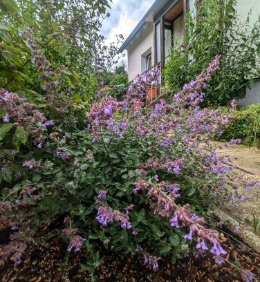 Liebenburg Appartement | FeWo Am Lewerberg