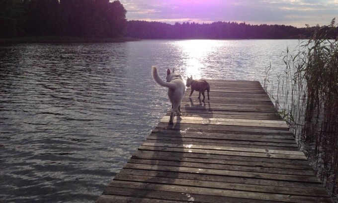 Klosterwalde Appartement | Forsthaus Metzelthin - vacances avec votre chien