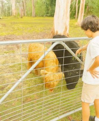 Medowie Maison | Fun Family Escape with Highland Cows