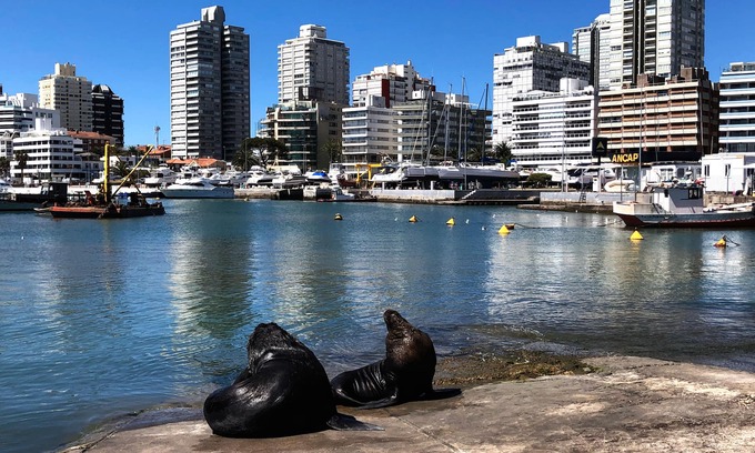 Punta del Este Appartement | Funcional y Acogedor Apto. en la Península de Punta del Este