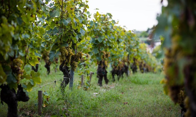 Prignac-et-Marcamps Maison | Gîte au milieu des vignes