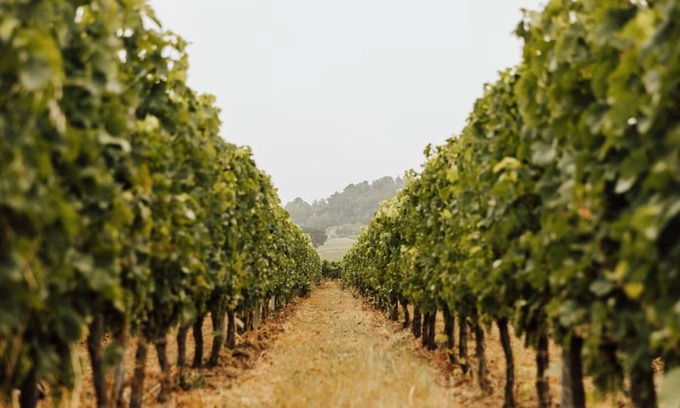 Robins Bay Cottage | Gîte du Château Le Conte, au coeur de vignes de Saint-Émilion